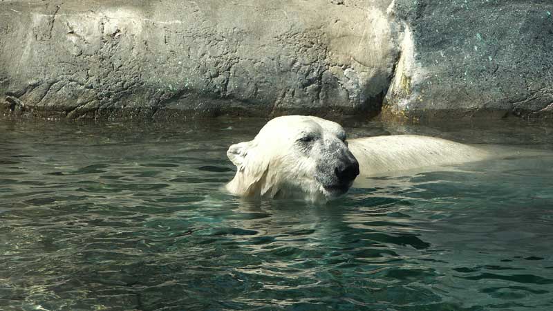 Toronto Zoo Celebrates International Polar Bear Day