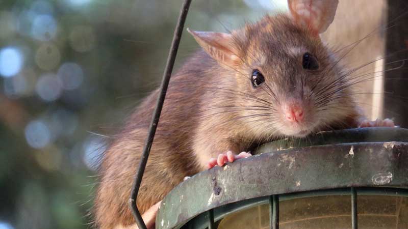 Orkin Canada's Third Annual List of Rattiest Cities in BC Released