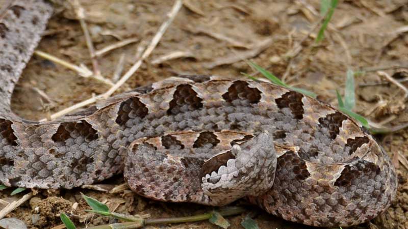 Toronto Zoo Provides Antivenom For Patient At Grand River Hospital - Patient Expected To Make Full R