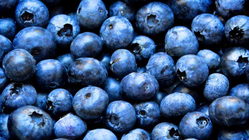 Government of Canada invests in honey bee health to support beekeepers and grow blueberry sector in Atlantic Canada