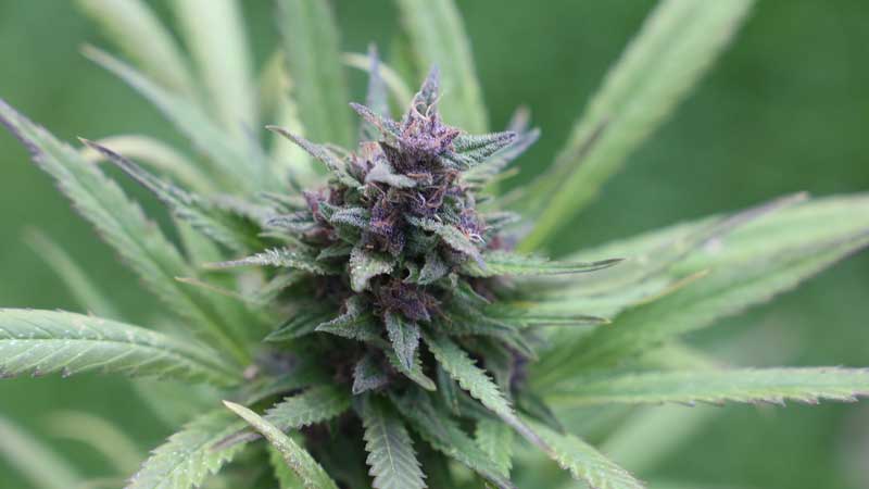 Province Brands of Canada Granted Health Canada Cannabis Research License