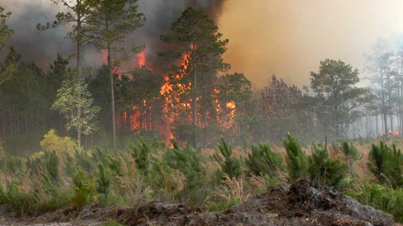 Forestry crews return to Toronto after providing emergency assistance to Winnipeg