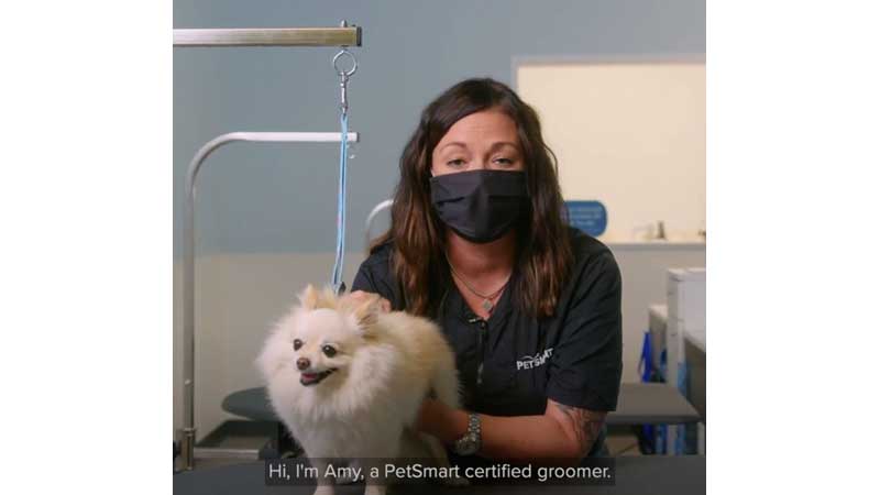 HOLIDAYS PetSmart Canada shares holiday grooming tips for your dog this season