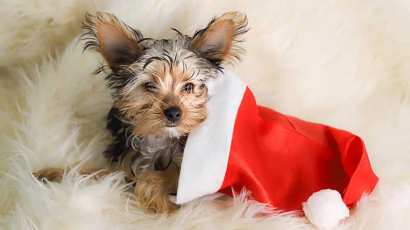 HOLIDAYS Canadian Pet Owners Share Their Tips on Gifting Pets for the Holidays
