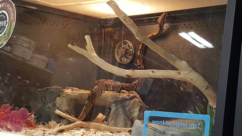 World Animal Protection calls on PetSmart to stop selling wild animals