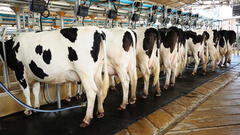 Government of Canada takes next step in compensating Canada's dairy farmers