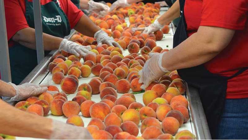 Government of Canada invests in British Columbia's fruit industry to help grow the economy