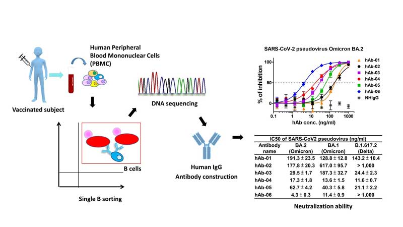 COVID-19 Taiwan's AcadeMab develops groundbreaking therapy for COVID-19 Omicron variant with potent neutralizing efficacy