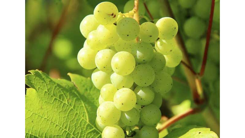 ONTARIO 🍇💵 Governments Helping Grape Growers and Beekeepers Strengthen Their Businesses