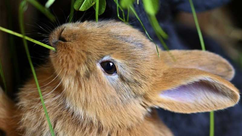 ⚕️💄 Health Canada Announces the End of Cosmetic Animal Testing in Canada