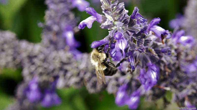 ONTARIO 🐝 Canada and Ontario Bolstering Honey Bee Health
