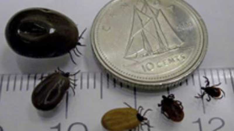 ONTARIO ⚕️🐛 Protect Yourself from Tick Bites This Summer 🐛