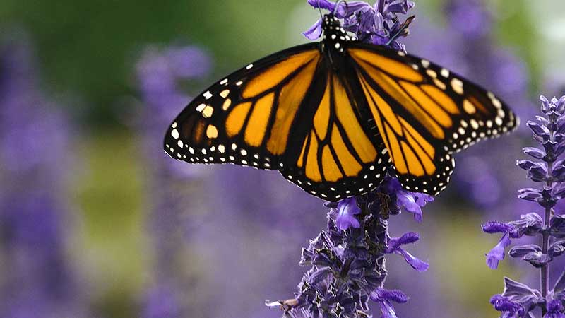 🍁🏙️🌳🌺🌿 Garden Contest Blooms Again to Spotlight Toronto’s Favourite Floras 🌸