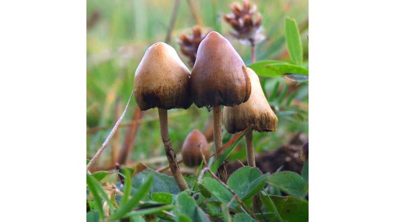 ⚕️ Apex Labs Files IND with FDA for Microdose Psilocybin Study