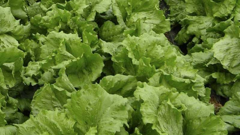 🇨🇦🍁💵 ONTARIO Governments Investing in Horticultural Research and Innovation 📰💻🔍