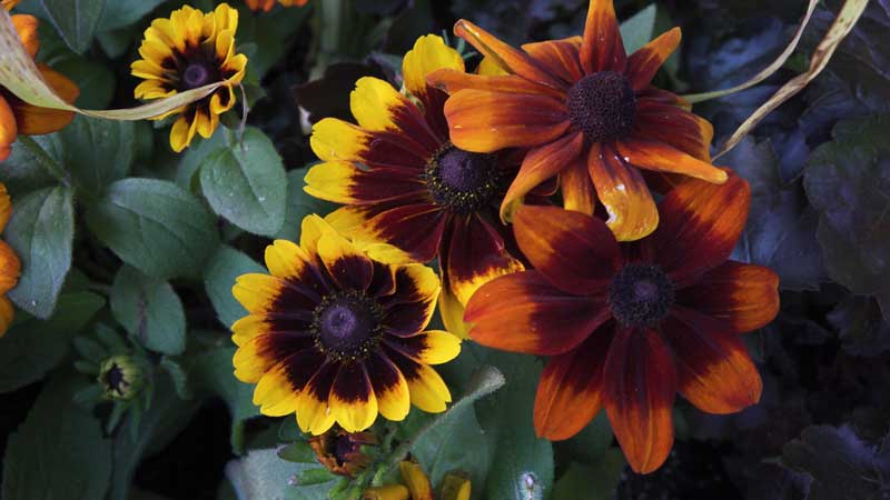 🍁🏙️💵 Calling All Gardeners! City of Toronto Opens Applications for its Fall Pollinateto Grants 🌸🌿🌺