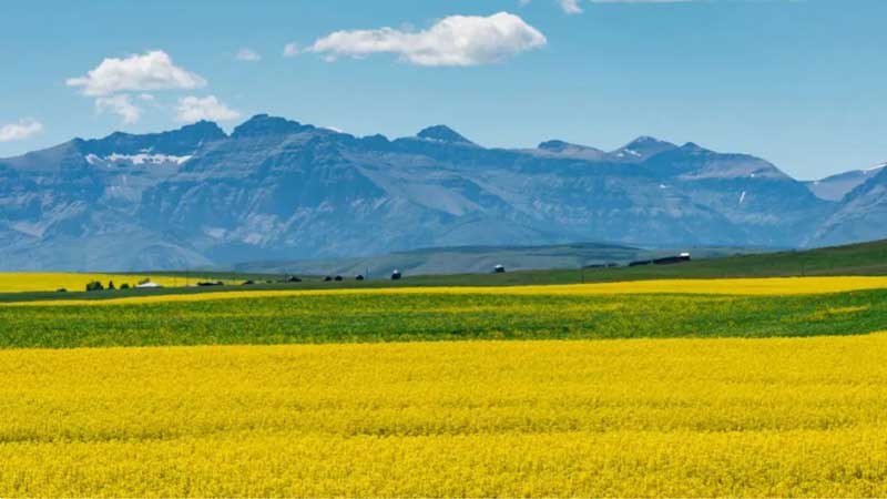 🇨🇦🍁💵 Canada's farmland values continued to climb in 2024, FCC reports 🌾🐄🚜