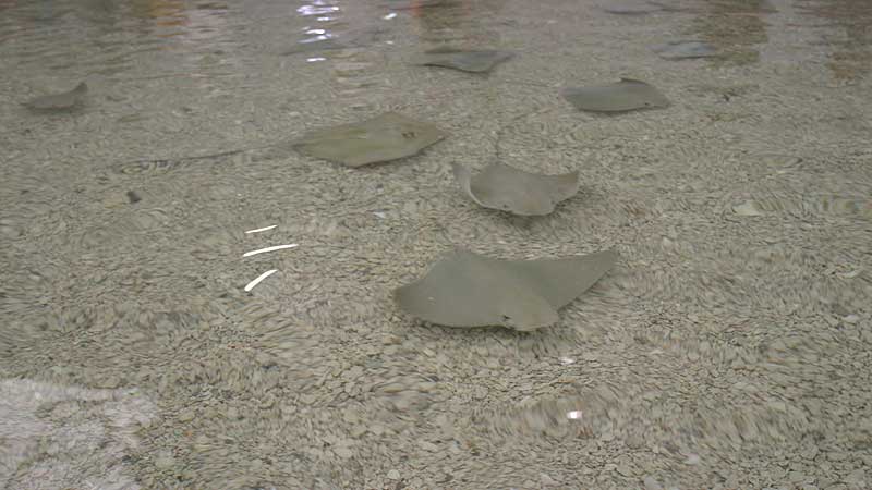 🐻🌳🐟 2008 Toronto Zoo.  Stingray Bay. A Touching Experience