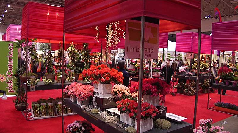 🌺 2010 Canada Blooms. Market