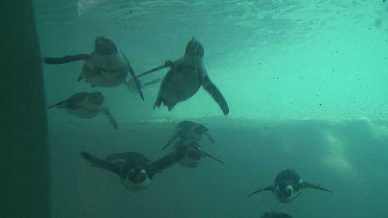 🐻🌳🐧 2012 Toronto Zoo. African Penguins