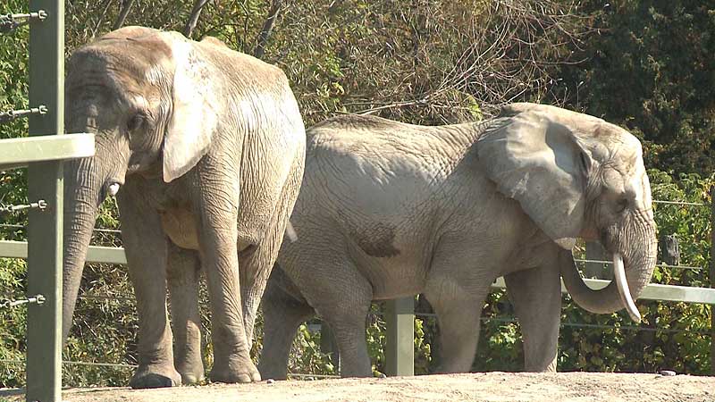 🐻🌳🐘 2012 Toronto Zoo. African Elephants