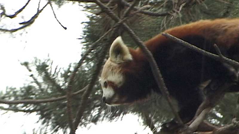 🐻🌳🐼 2012 Toronto Zoo. В Зоопарке Торонто появится вольер с гигантскими пандами