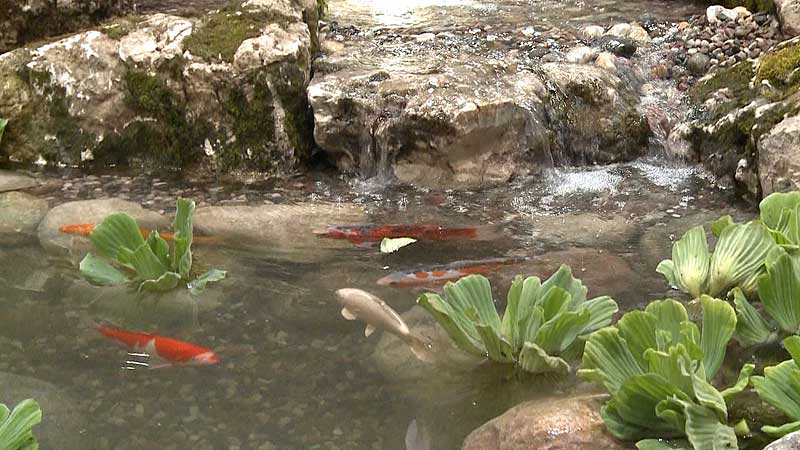 🌺 2012 Canada Blooms. Highlights