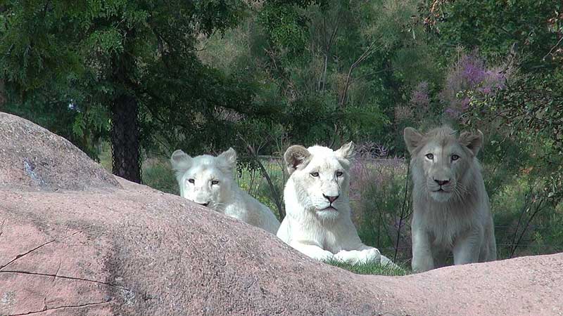 🐻🌳🦁 2012 Toronto Zoo. Cutest Naming Contest Announcement