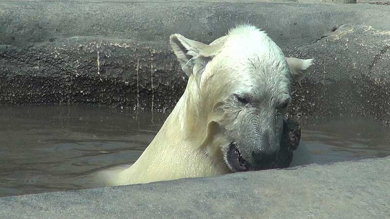 🐻🌳🐻 2012 Toronto Zoo. Polar Bear Cub Received His Name
