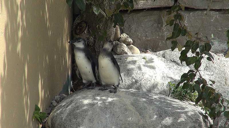 🐻🌳🐧 2012  Toronto Zoo. Endangered African Penguins. New Home at the Toronto Zoo