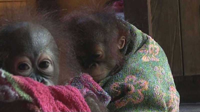 👨‍🔬🔬🎦 2012 OSC. Born to be Wild. Behind the Scenes