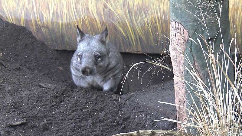 🐻🌳 2012 Toronto Zoo. Hairy-nosed Wombats Debut