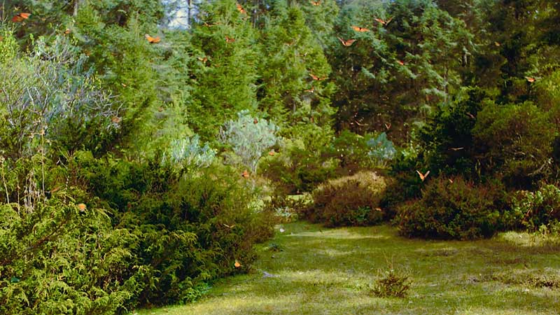 👨‍🔬🔬🎦🦋 2013 OSC: Flight of the Butterflies. One Film, Three Stories