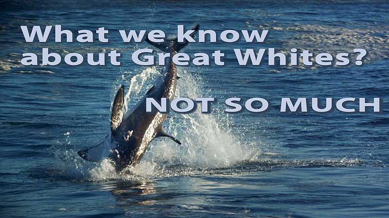 👨‍🔬🔬🎦 2013 OSC. «Great White Shark». What we know about Great Whites