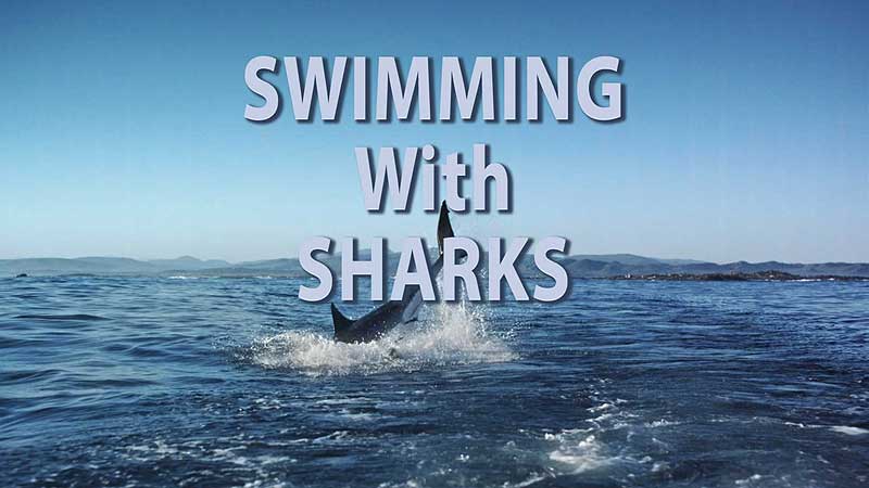 👨‍🔬🔬🎦 2013 OSC. «Great White Shark». Swimming With Sharks