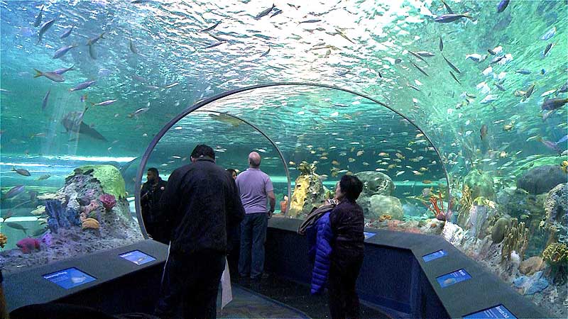 🐟 2013 Ripley’s Aquarium. Dangerous Lagoon