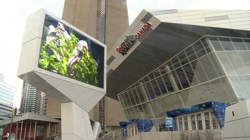 🐟 2013 Ripley’s Aquarium. Grand Opening