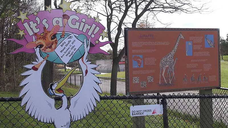 🐻🌳🦒 2013 Toronto Zoo Introduced Giraffe Calf Mstari