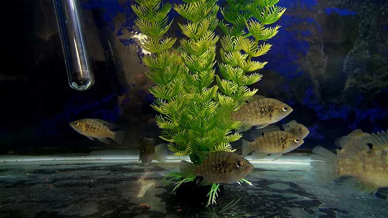 🐻🌳🐟 2014 Toronto Zoo Fish Lab. Behind The Scenes