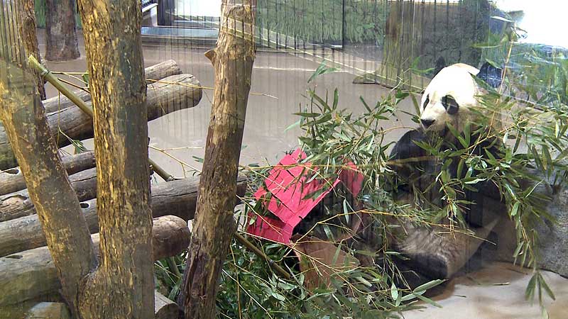 🐻🌳🐼🐲 2015 Toronto Zoo. Giant Pandas Celebrate Chinese New Year
