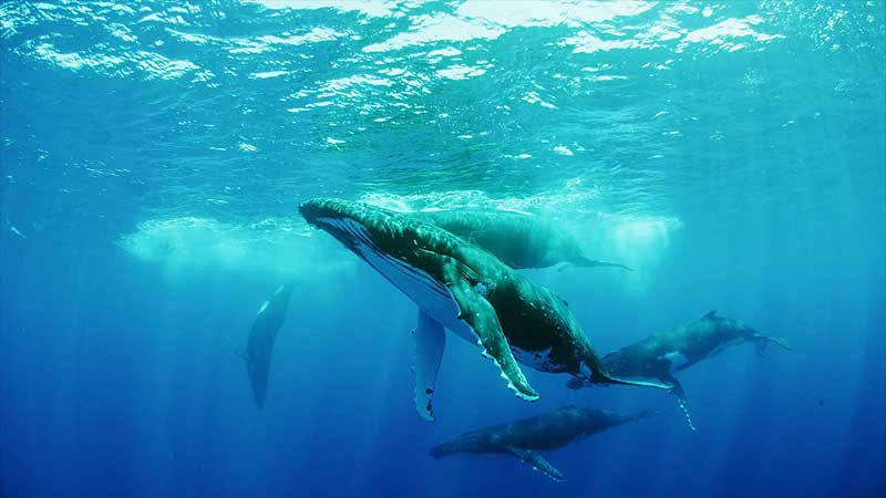 👨‍🔬🔬🎦 2015 OSC. Humpback Whales. Beauty of Humpbacks
