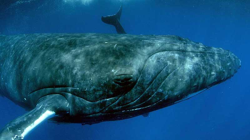 👨‍🔬🔬🎦 2015 OSC. Humpback Whales. Perfect For IMAX Screen