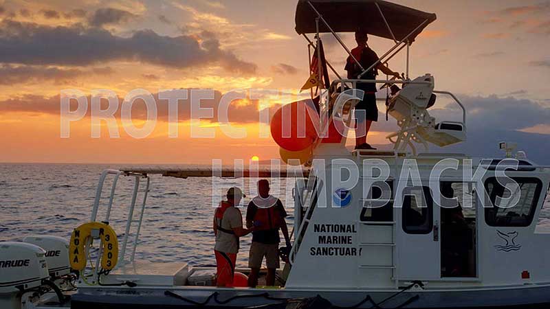 👨‍🔬🔬🎦 2015 OSC. Humpback Whales. Protecting Humpbacks