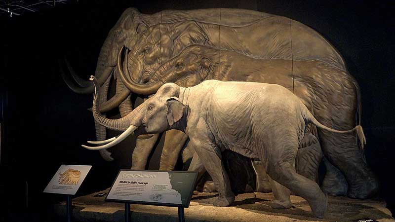 👨‍🔬🔬 2016 OSC. Mammoths and Mastodons EX Opening