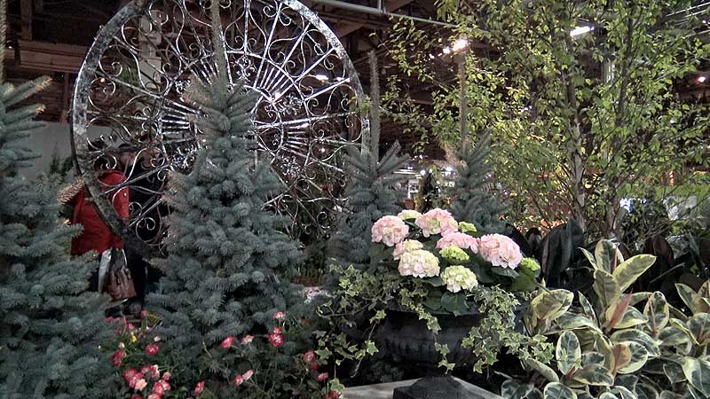 🌺 2016 Canada Blooms. Carnival Of Colour