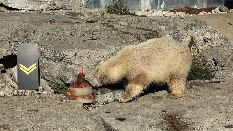 🐻🌳 2016 Toronto Zoo. Juno's First Bear-thday Celebration