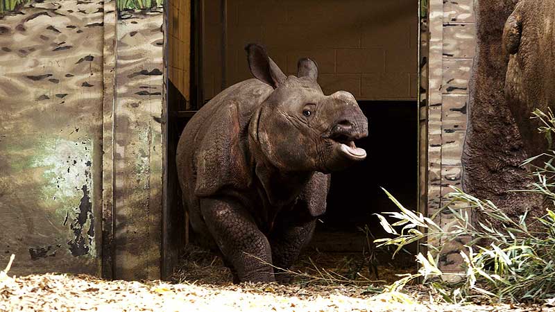 🐻🌳🦏 2017 Toronto Zoo. Nandu's First Birthday