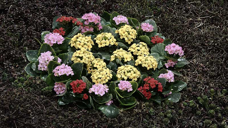 🌺 2017 Canada Blooms. Drinks, Music — and a Little Golf — in the Midst