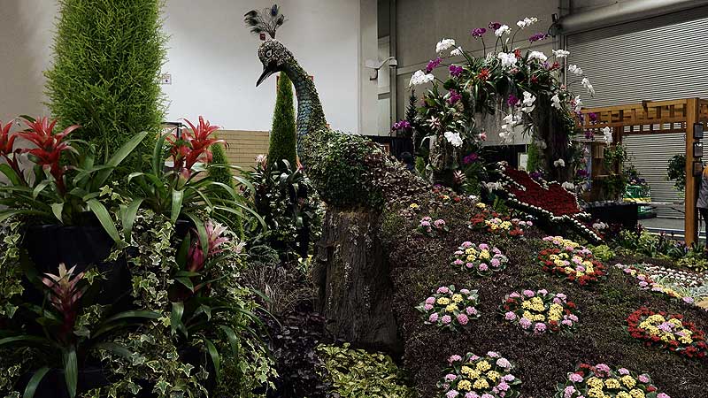 🌺🏅 2017 Canada Blooms. Canada Is Proud As A Peacock