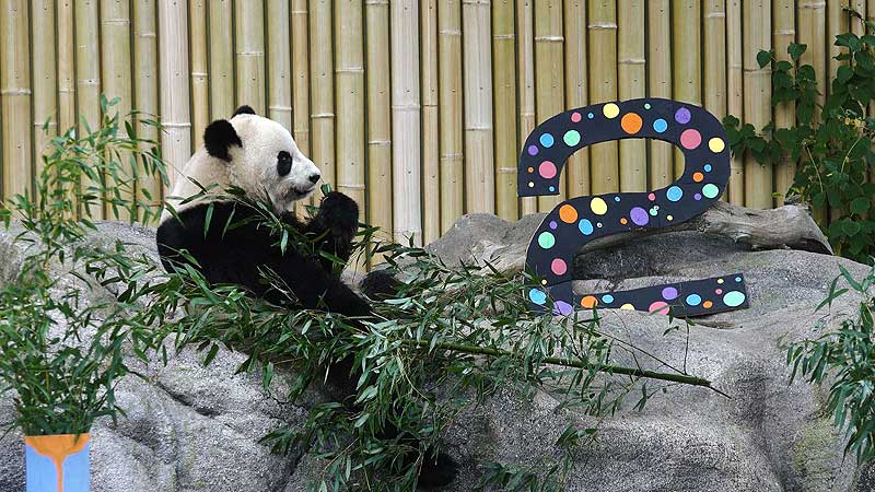 🐻🌳🐼 2017 Toronto Zoo. Giant Pandas' Second Birthday